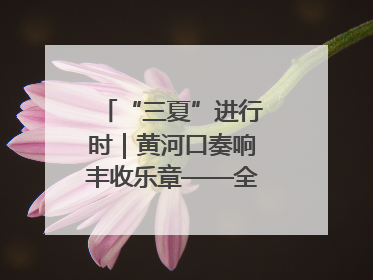 “三夏”进行时｜黄河口奏响丰收乐章——全市小麦进入大面积收获高峰期