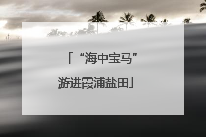 “海中宝马”游进霞浦盐田