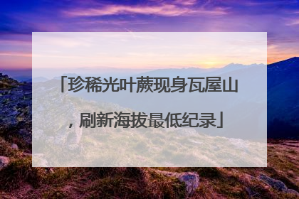 珍稀光叶蕨现身瓦屋山，刷新海拔最低纪录