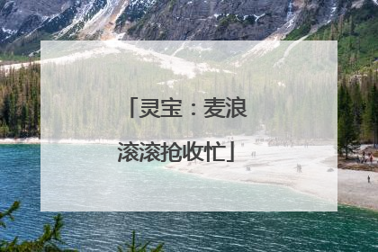 灵宝：麦浪滚滚抢收忙