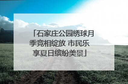 石家庄公园绣球月季竞相绽放 市民乐享夏日缤纷美景