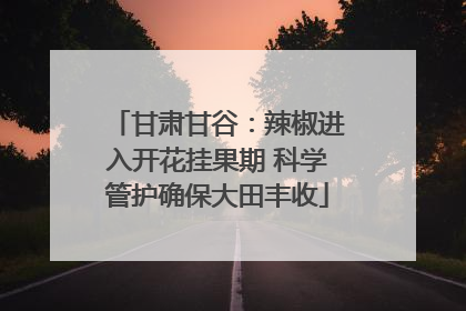 甘肃甘谷：辣椒进入开花挂果期 科学管护确保大田丰收