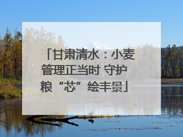 甘肃清水：小麦管理正当时 守护粮“芯”绘丰景