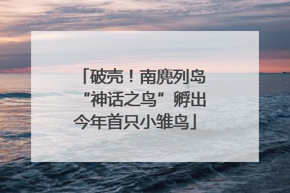 破壳！南麂列岛“神话之鸟”孵出今年首只小雏鸟