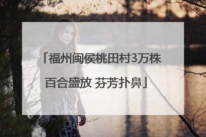 福州闽侯桃田村3万株百合盛放 芬芳扑鼻