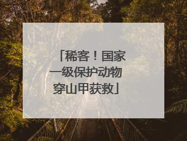 稀客！国家一级保护动物穿山甲获救