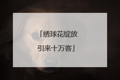 绣球花绽放 引来十万客