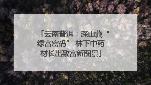 云南普洱：深山藏“绿富密码” 林下中药材长出致富新图景