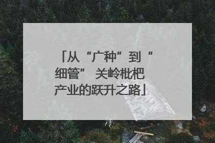 从“广种”到“细管” 关岭枇杷产业的跃升之路