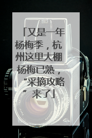 又是一年杨梅季，杭州这里大棚杨梅已熟，“采摘攻略”来了