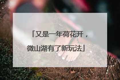 又是一年荷花开，微山湖有了新玩法