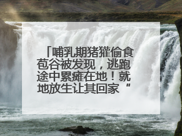 哺乳期猪獾偷食苞谷被发现，逃跑途中累瘫在地！就地放生让其回家“奶孩子”