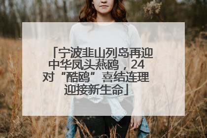 宁波韭山列岛再迎中华凤头燕鸥，24对“酷鸥”喜结连理迎接新生命
