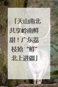 天山南北共享岭南鲜甜！广东荔枝抢“鲜”北上进疆