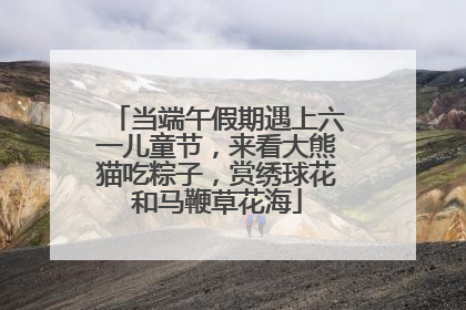 当端午假期遇上六一儿童节，来看大熊猫吃粽子，赏绣球花和马鞭草花海
