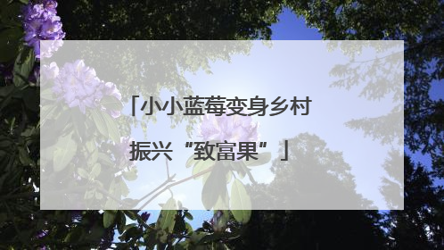 小小蓝莓变身乡村振兴“致富果”
