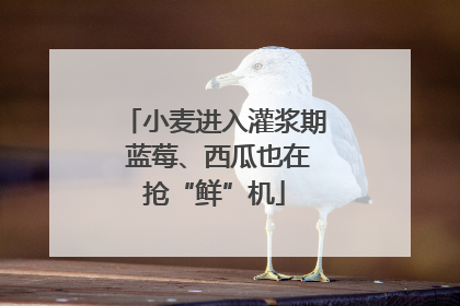 小麦进入灌浆期 蓝莓、西瓜也在抢“鲜”机