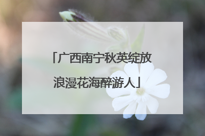 广西南宁秋英绽放 浪漫花海醉游人