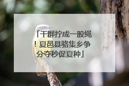 干群拧成一股绳！夏邑县骆集乡争分夺秒促夏种