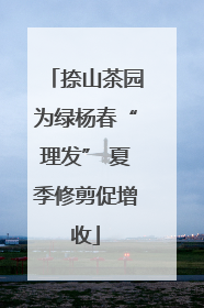 捺山茶园为绿杨春“理发” 夏季修剪促增收