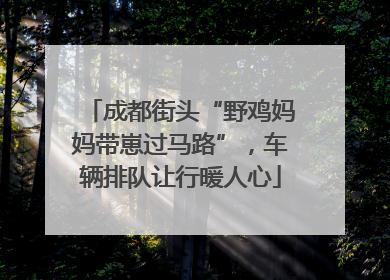 成都街头“野鸡妈妈带崽过马路”，车辆排队让行暖人心