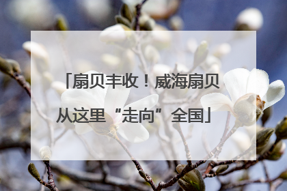 扇贝丰收！威海扇贝从这里“走向”全国