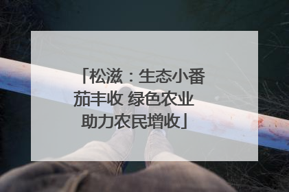 松滋：生态小番茄丰收 绿色农业助力农民增收