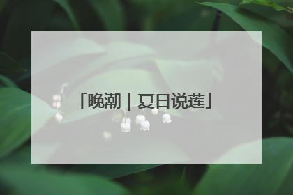 晚潮｜夏日说莲