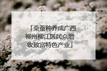 桑蚕种养成广西柳州柳江区民众增收致富特色产业