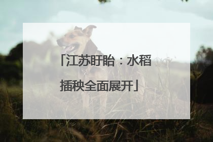江苏盱眙：水稻插秧全面展开