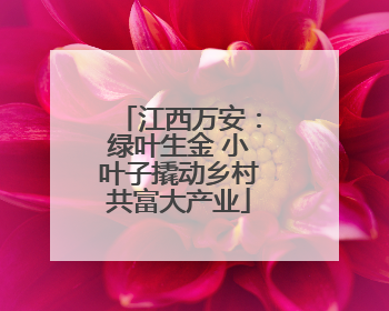 江西万安：绿叶生金 小叶子撬动乡村共富大产业