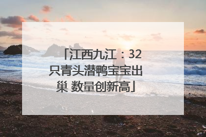 江西九江：32只青头潜鸭宝宝出巢 数量创新高