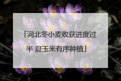 河北冬小麦收获进度过半 夏玉米有序种植