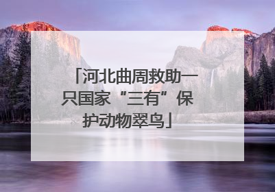 河北曲周救助一只国家“三有”保护动物翠鸟