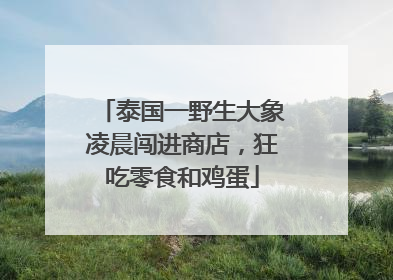 泰国一野生大象凌晨闯进商店，狂吃零食和鸡蛋