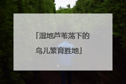 湿地芦苇荡下的鸟儿繁育胜地