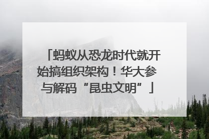 蚂蚁从恐龙时代就开始搞组织架构！华大参与解码“昆虫文明”