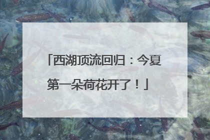 西湖顶流回归：今夏第一朵荷花开了！