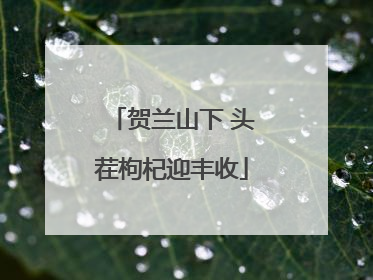 贺兰山下 头茬枸杞迎丰收
