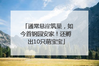 通常悬崖筑巢，如今首钢园安家！还孵出10只萌宝宝