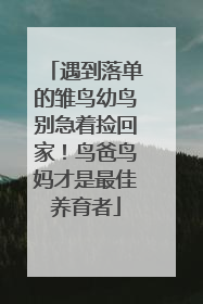 遇到落单的雏鸟幼鸟别急着捡回家！鸟爸鸟妈才是最佳养育者