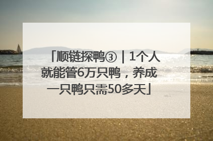 顺链探鸭③｜1个人就能管6万只鸭，养成一只鸭只需50多天